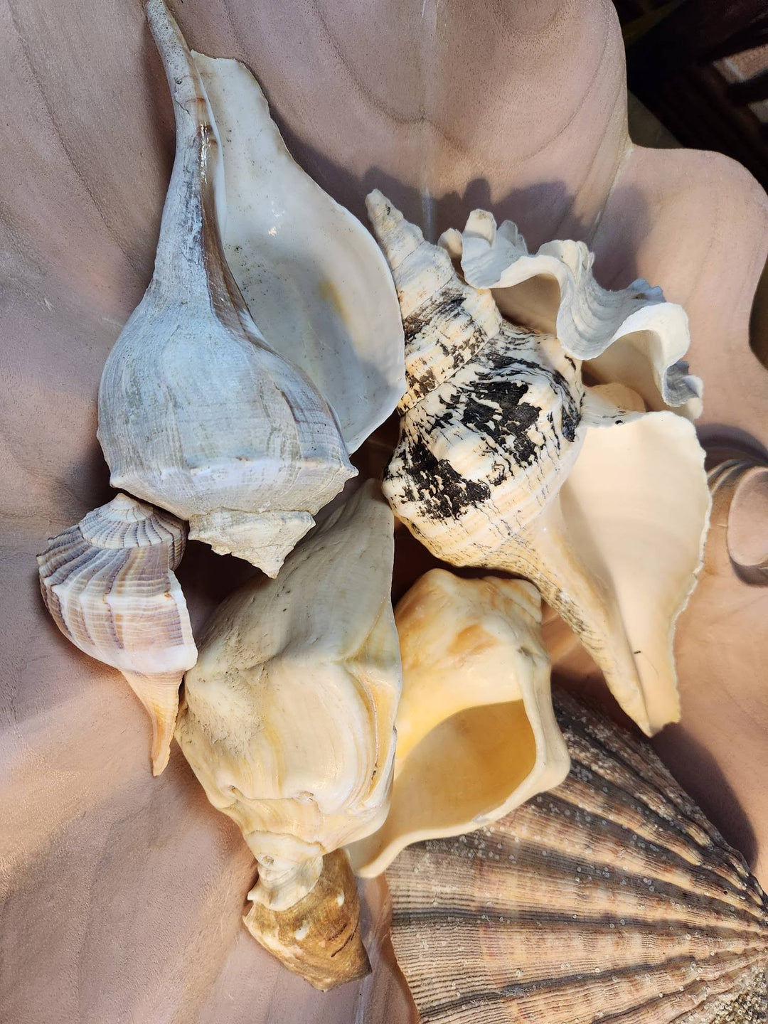 Medium Shells