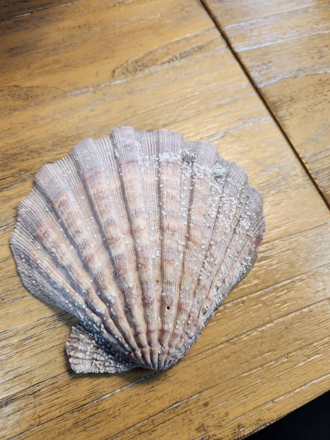 Large Shell Decor
