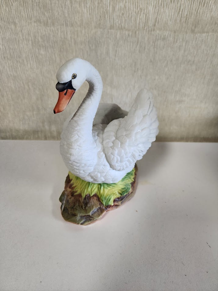 mute swan