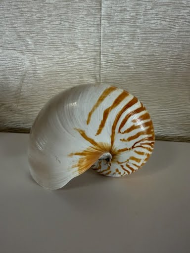 Tiger-Striped Shell Home Item