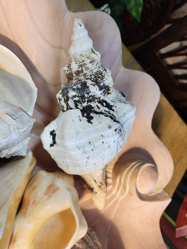 Medium Shells