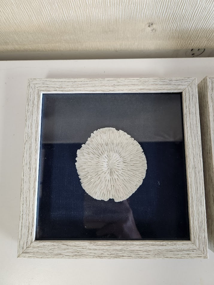 Small Framed Sand Dollars Wall Art