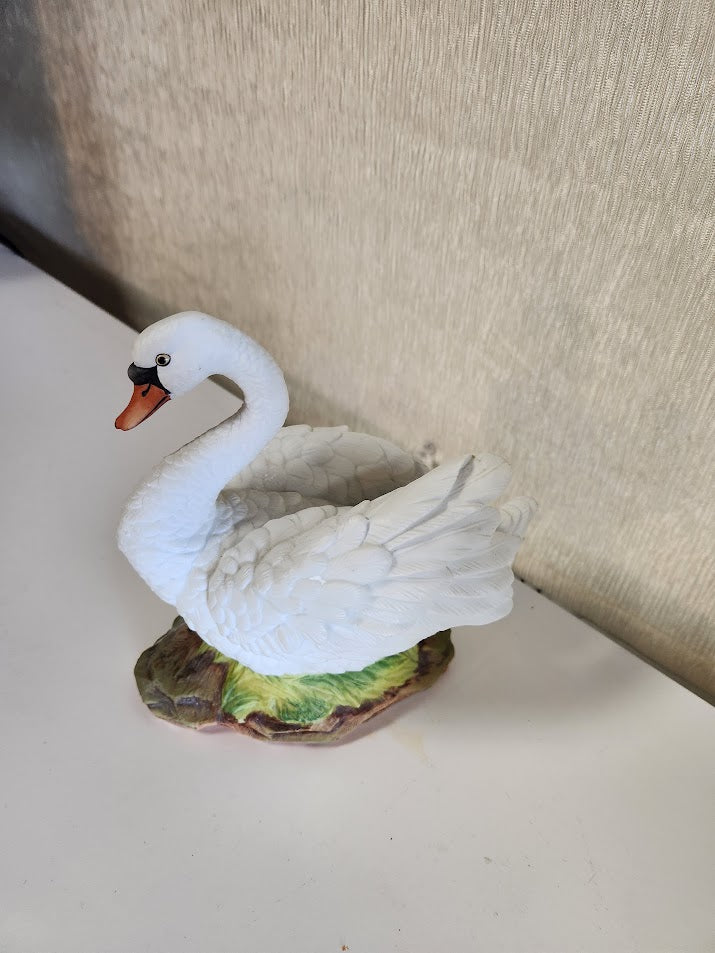 mute swan