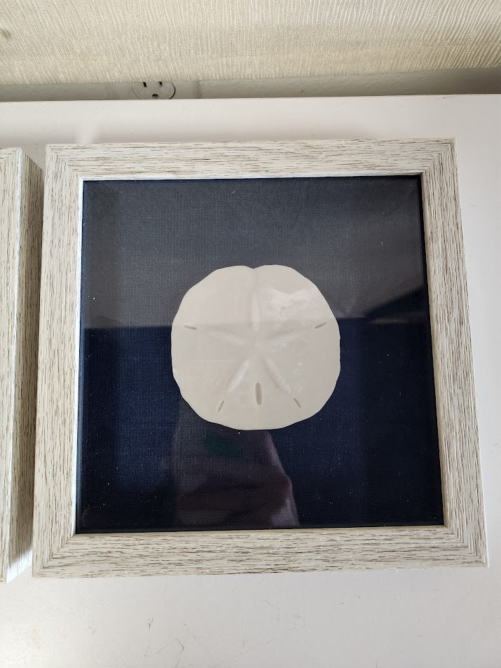 Small Framed Sand Dollars Wall Art
