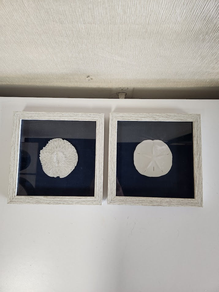 Small Framed Sand Dollars Wall Art
