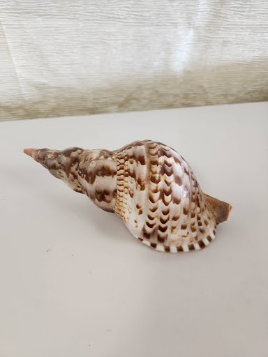 Triton Shell Home Item