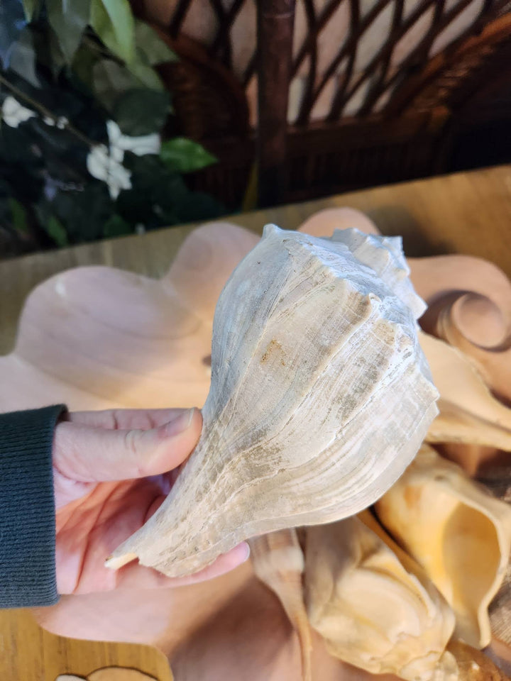 Medium Shells