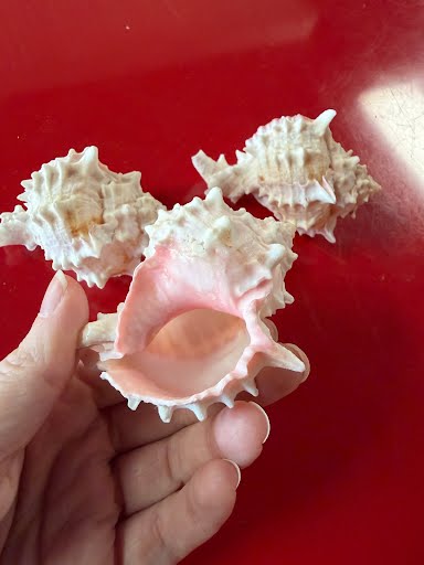 Murex Shells Home Item