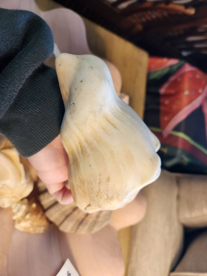 Medium Shells
