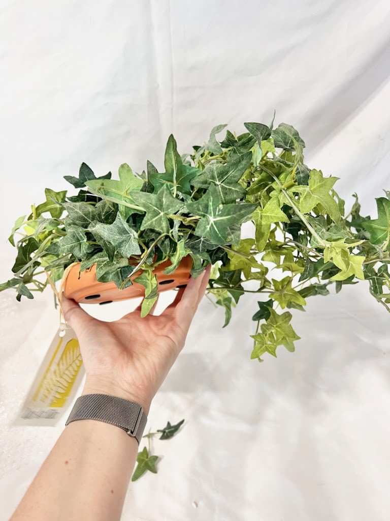 Small Greenery