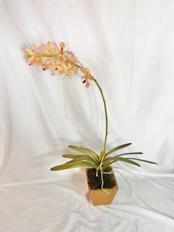 Orchid Floral Arrangement